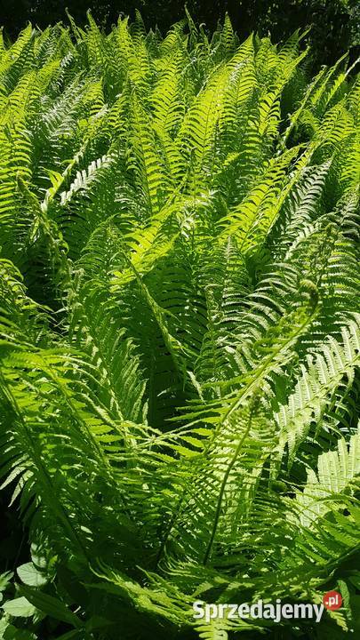 Paproć ogrodowa dekoracyjna duża XXL lubelskie Lublin sprzedam