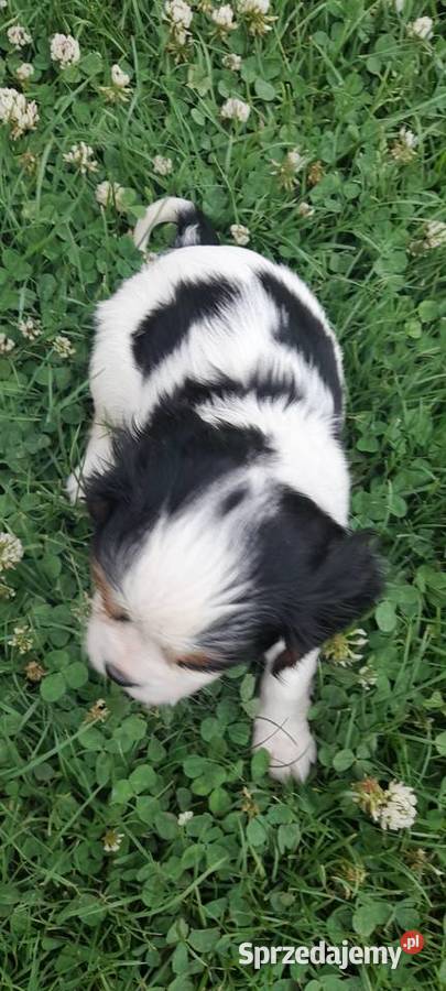 Suczka Cavalier king charles spaniel blenhein Bochnia