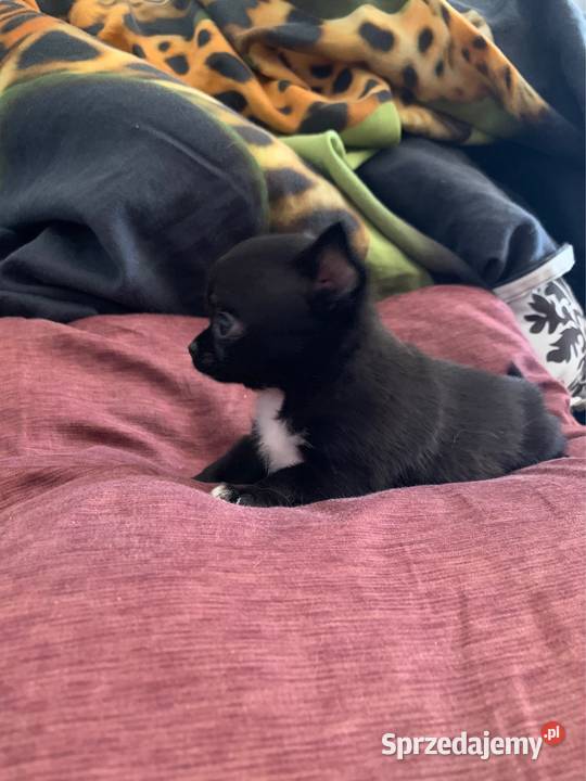Czarny piesek chihuahua z rodowodem Stare Polesie
