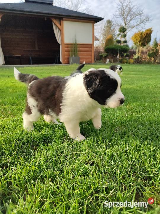 Suczka Border Collie Pozostałe
