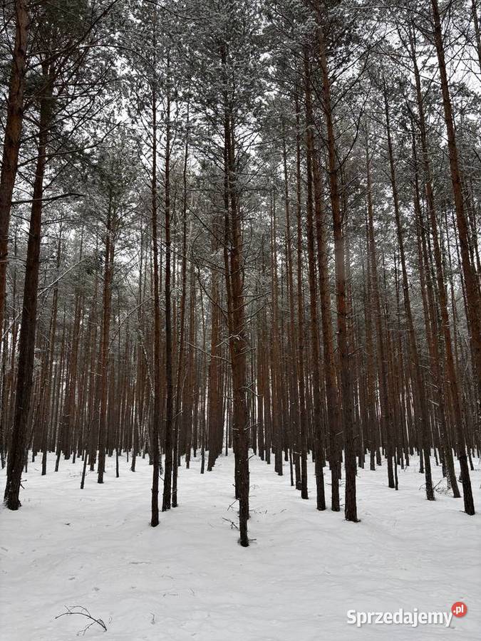 las działka leśna Nadrzecze k Biłgoraja część lubelskie