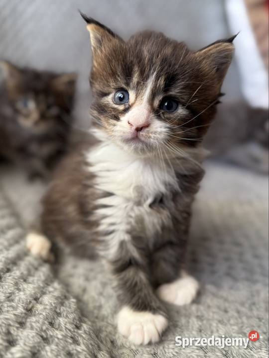 Kocięta Maine Coon odbiór na Walentynki Wrocław