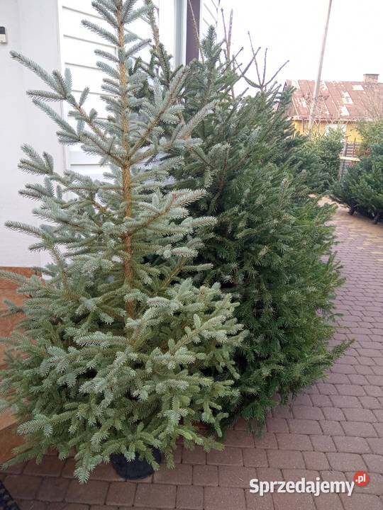 Choinki Świąteczne z własnej plantacji lubelskie Bełżyce