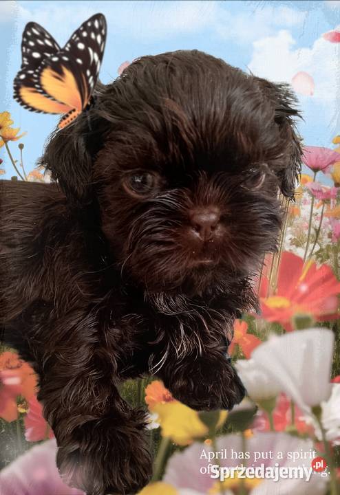 Do odbioru czekoladowy piesek rasy ShihTzu opolskie Namysłów