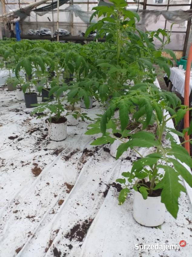 Sadzonka pomidora malinowego Tomimaru Muchoo Rzeszów