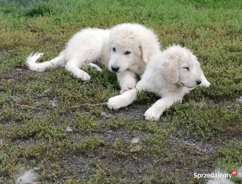 Sprzedam szczeniaka Owczarka Podhalańskiego Dratów