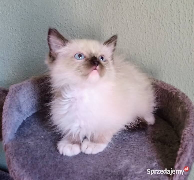 Piękne kocięta Ragdoll z rodowodem i wyprawką Łódź