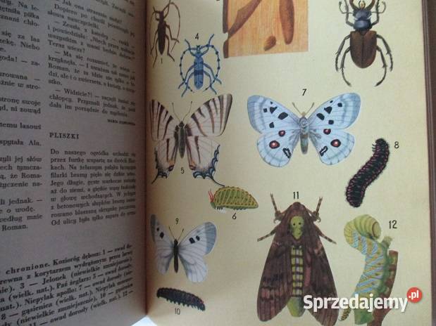 Leśne obrazki ISokołow Mikitow przyroda edukacja Łódź