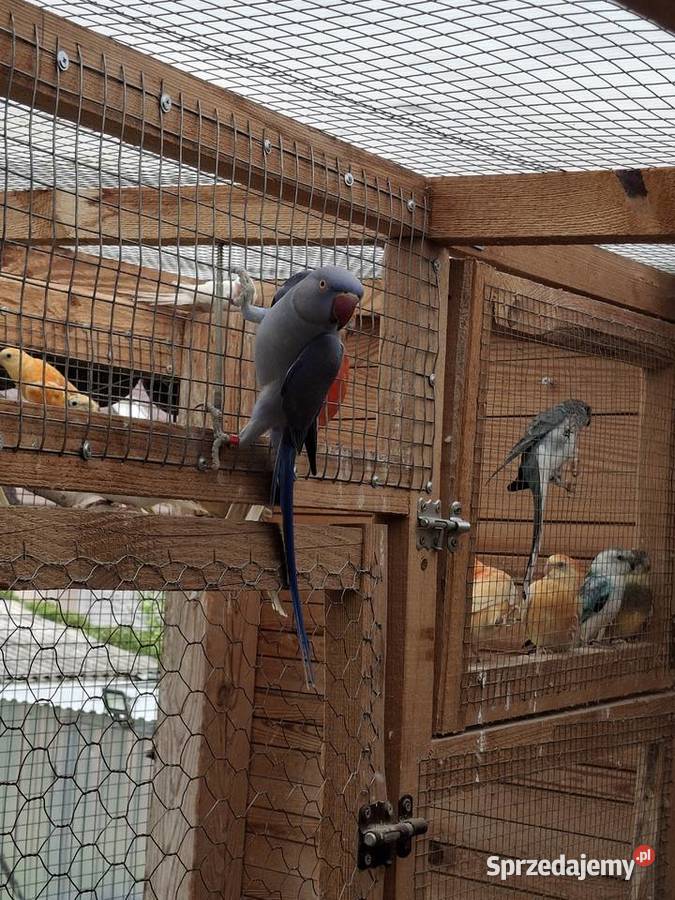 Aleksandretta obrożna samiec fiolet mazowieckie Stanisławów