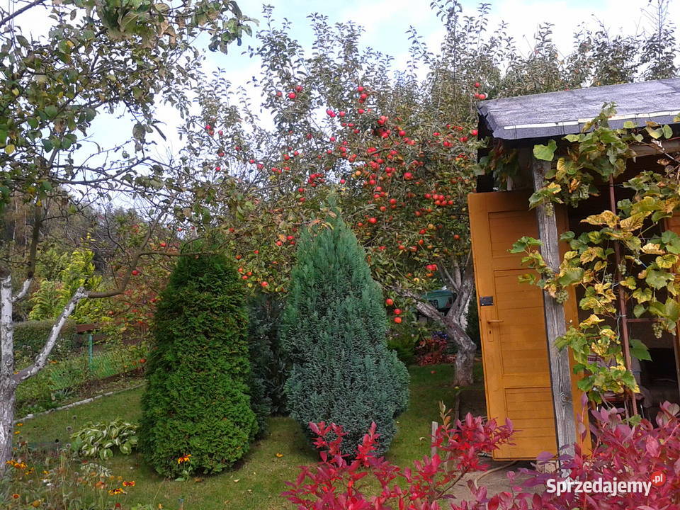 Ogródek działkowy działka rekreacyjna ROD Wiarus