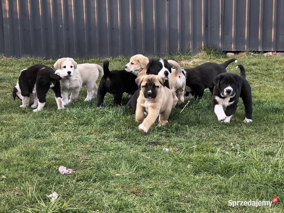 Owczarek środkowoazjatycki Ałabaj Azjata Końskie