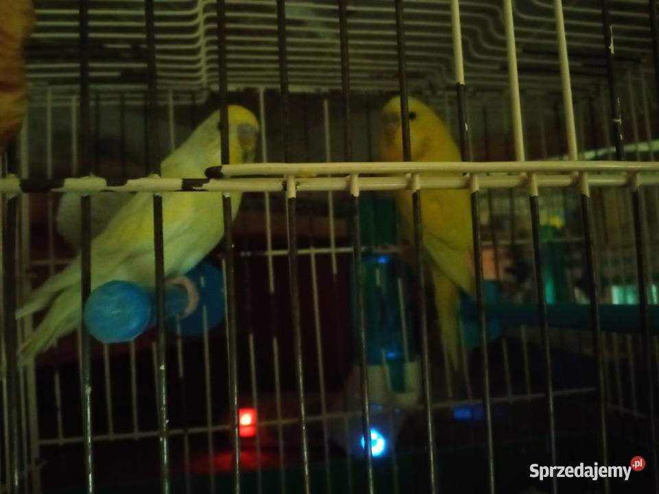 Papużki faliste dwumiesięczne i starsze sprzedam Kraków