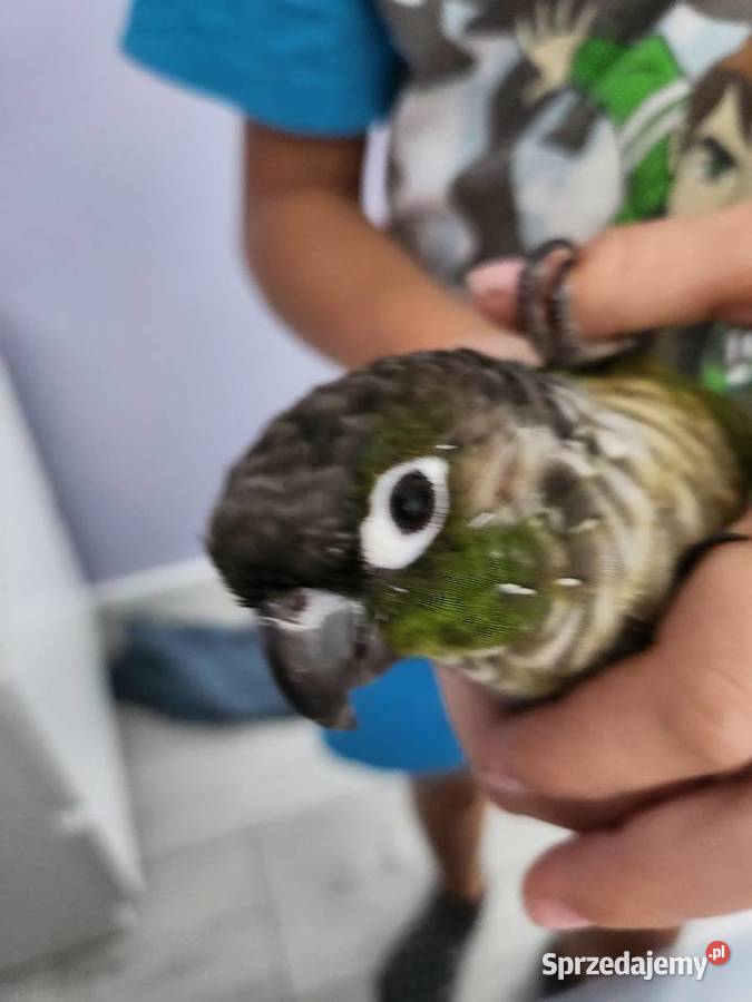 Rudosterka ręcznie karmiona Gostyń