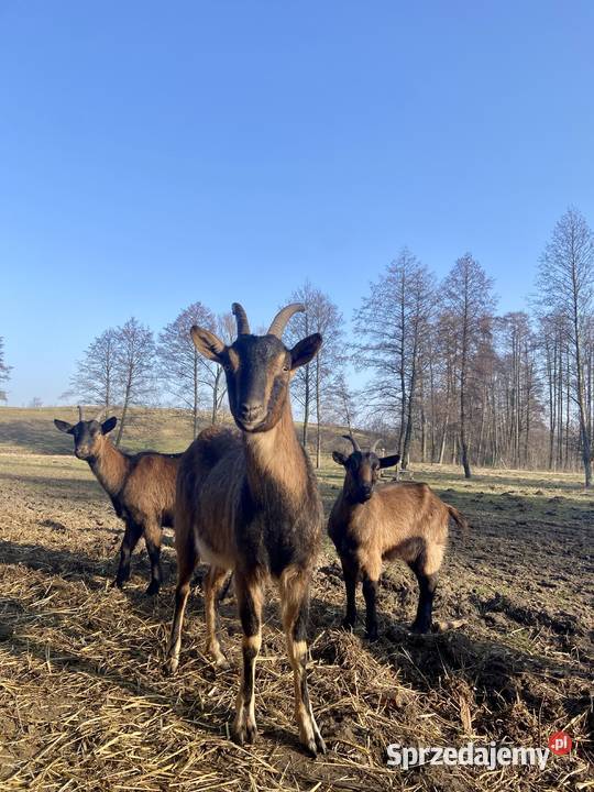 Sprzedam 9 młodych kóz Lubanie