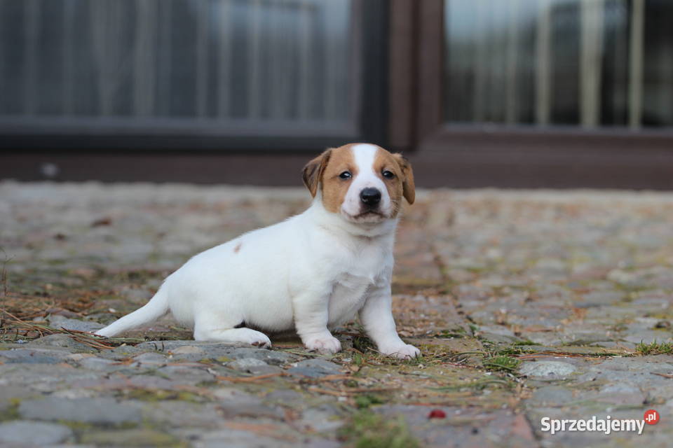 Piesek Jack Russell Terrier krótkowłosy małopolskie Delastowice