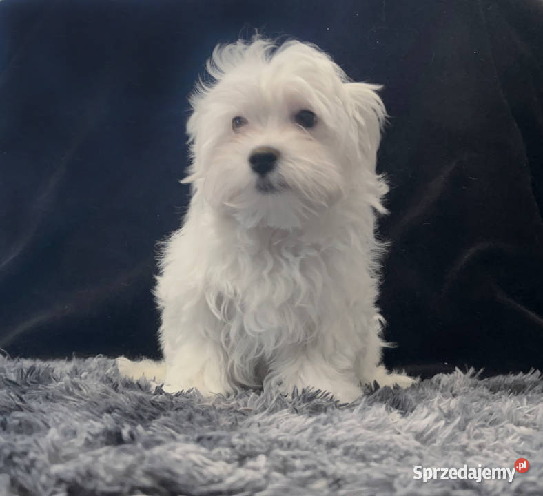 Maltańczyk dostępny piesek Łódź