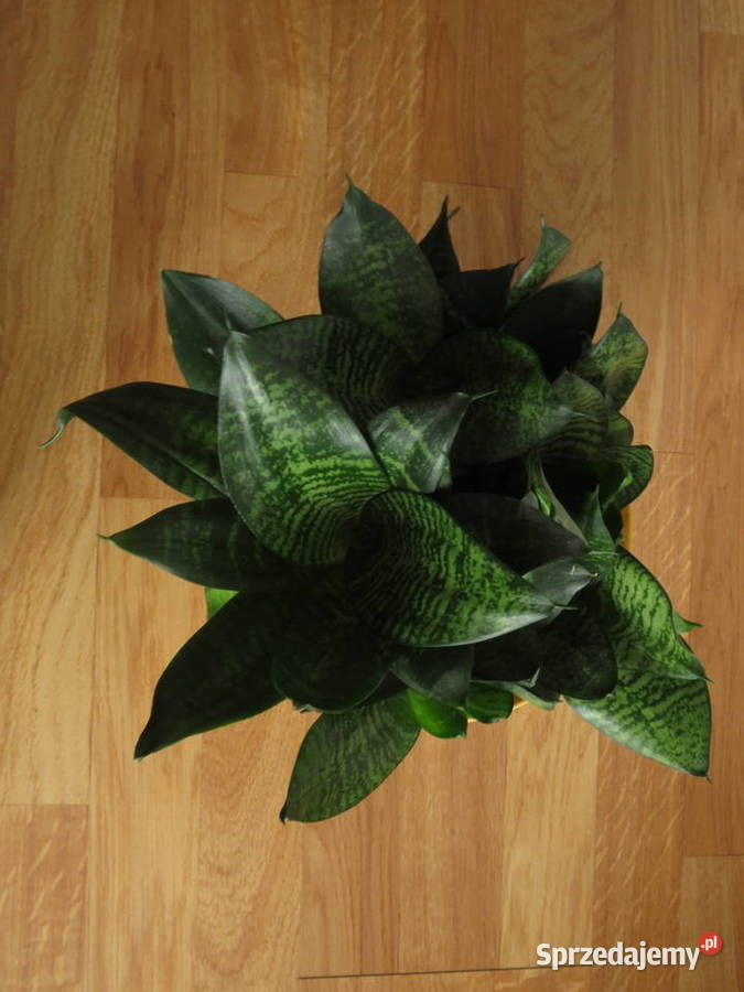 Sansevieria hahnii Kaktusy i sukulenty