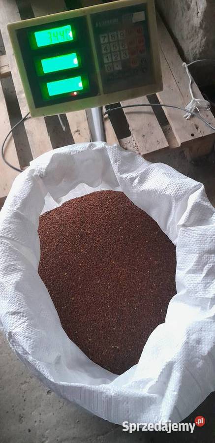 Rzodkiew oleista do siewu Stopnica