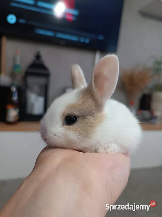 króliczki miniaturki podkarpackie Przemyśl