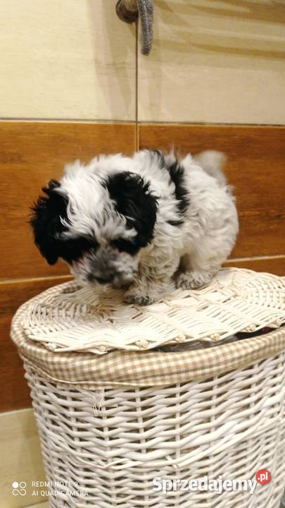 Krzyżowka Maltańczyk Ratlerek Hrubieszów sprzedam