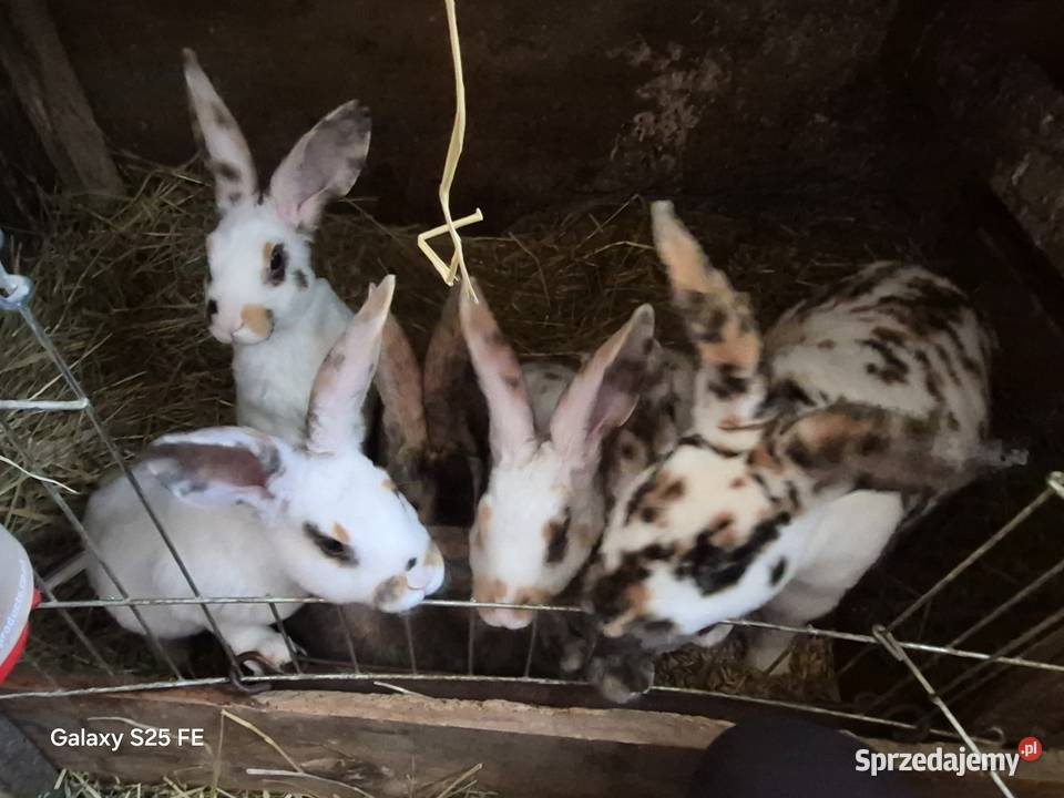 Króliki rex trójbarwny Dylągowa