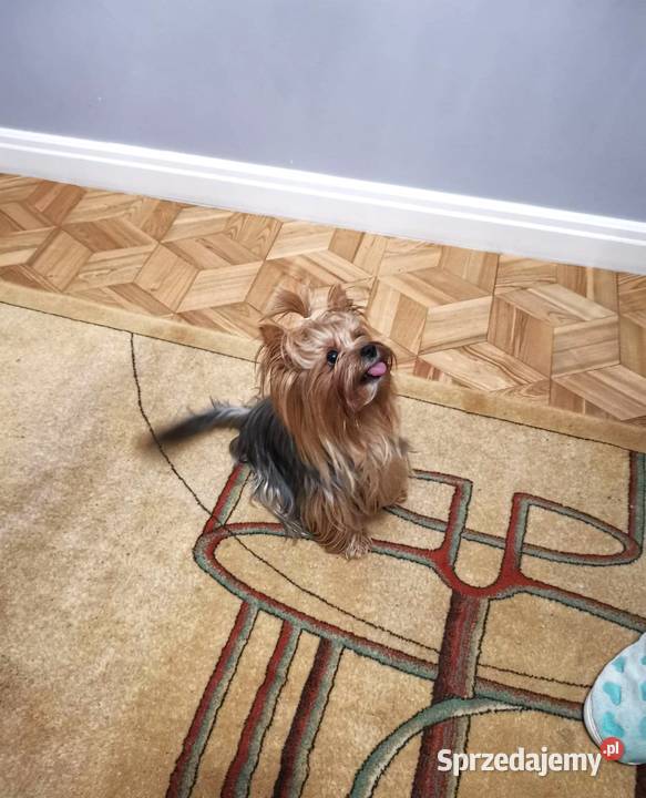 suczka york czteropokoleniowy rodowód podlaskie Łapy