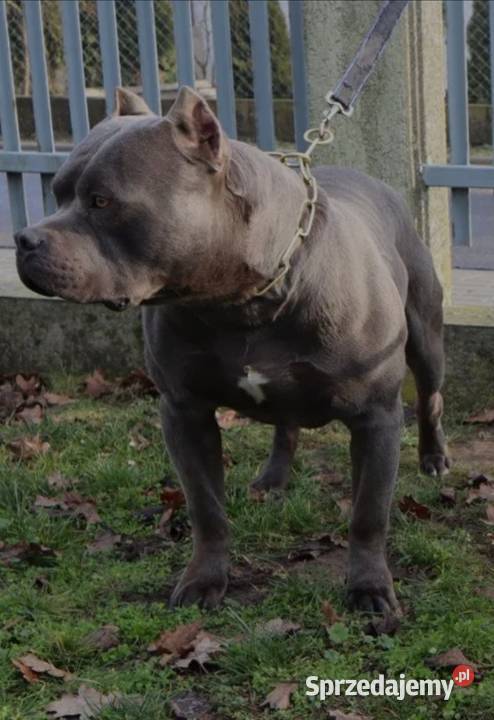 American Staffordsihre Terrier szczeniak Konin