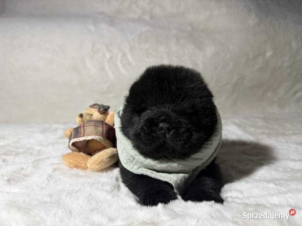 Chow Chow Czarne Szczeniaki świętokrzyskie sprzedam