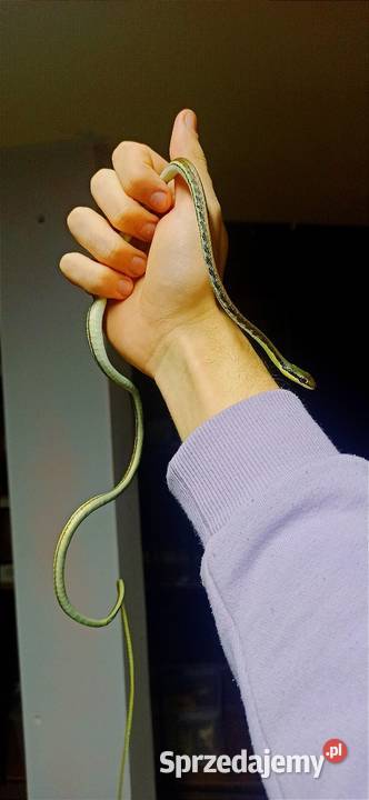 Dendrelaphis pictus RARYTAS