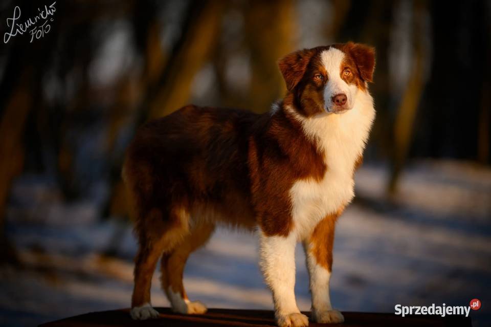 Owczarek australijski typ amerykański Pies NBT łódzkie Parzęczew