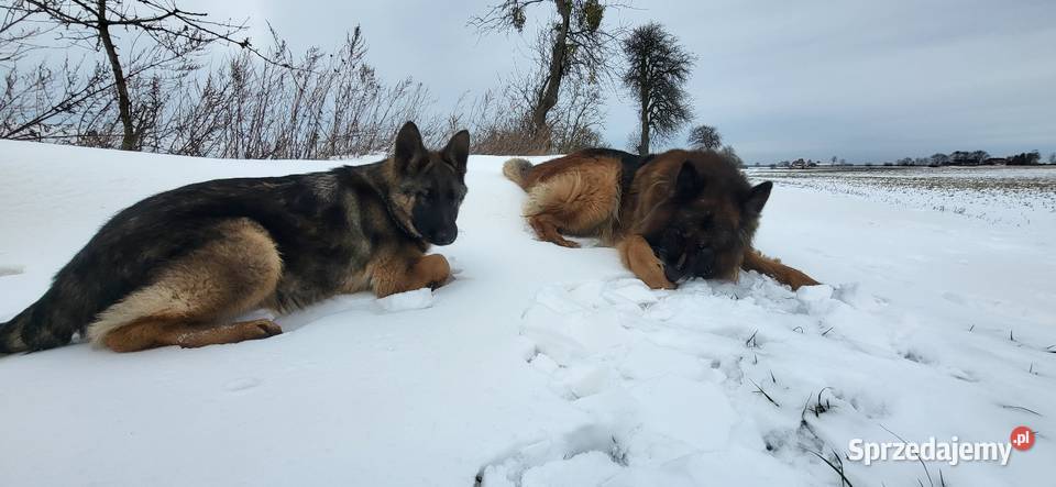 Szczeniaki owczarka niemieckiego