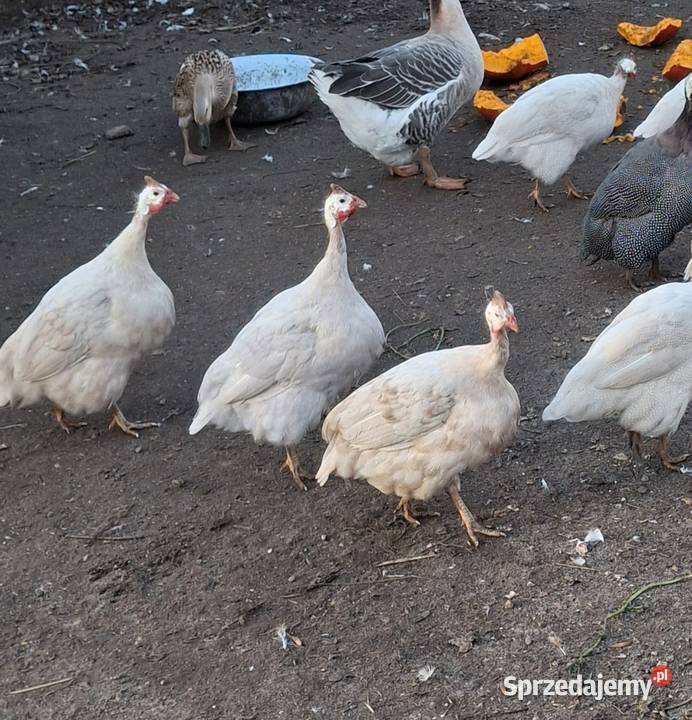 Perliczki samice i samiec Bielsk Podlaski