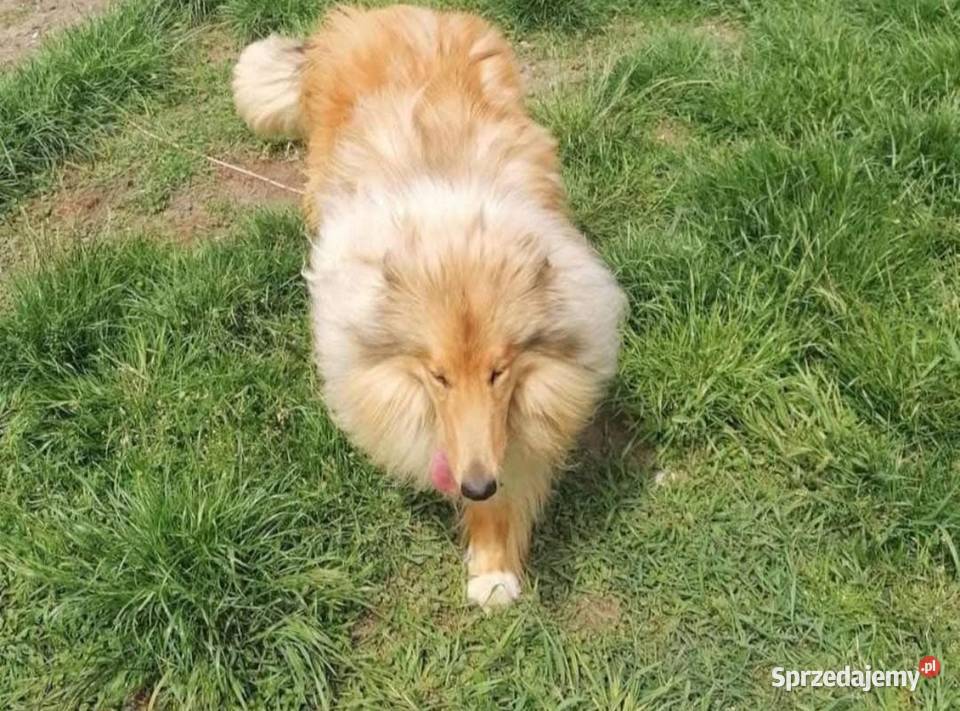 Owczarek szkocki collie piesek Koźmin Wielkopolski