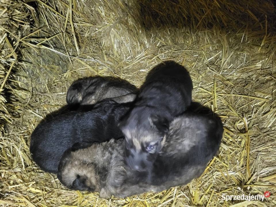 Szczeniaki owczarka niemieckiego