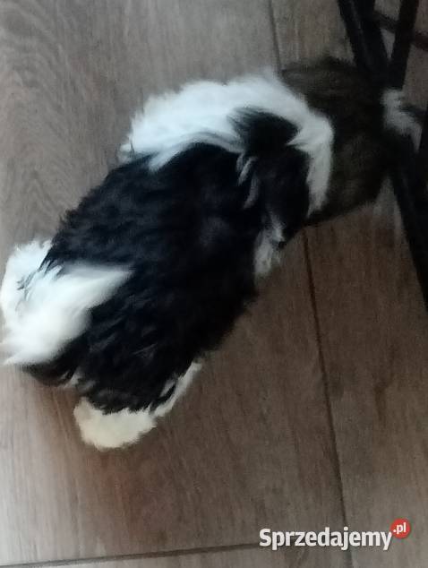 Shih tzu szczeniaczki wielkopolskie Gruszczyn