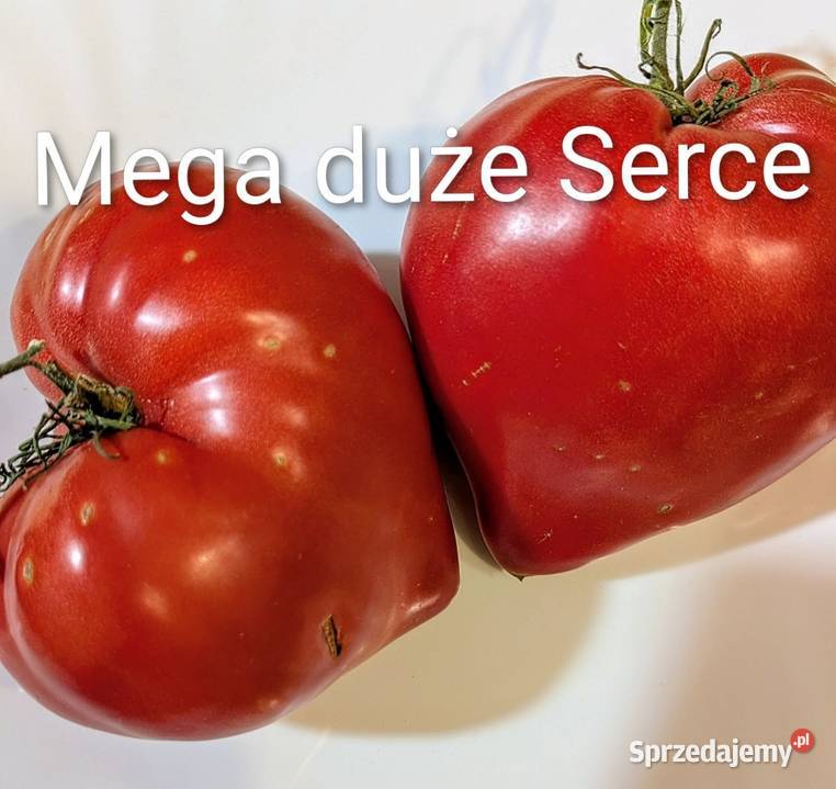 Bavole serce duże nasiona kolekcjonerskie Kraków