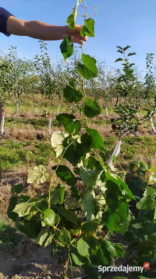Sprzedam Sadzonki Winogrona Odmiany Swedson Red Chynów