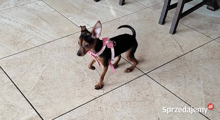 Pinczer miniatura pieski i suczki Pozostałe łódzkie
