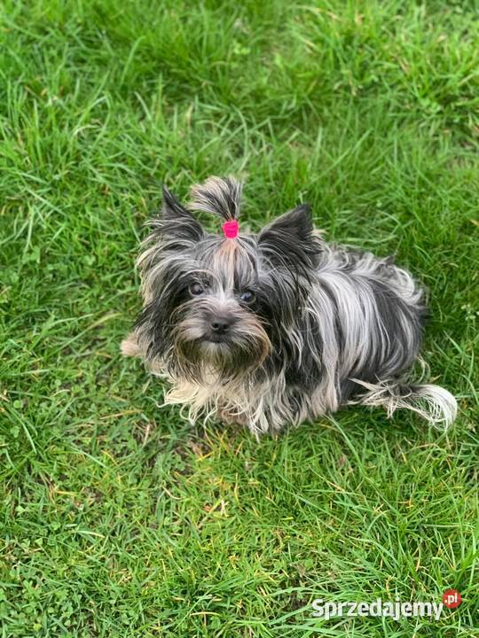 York Tomek z Bajki Marmurkowy kolorowy Cudny Zwierzęta Namysłów