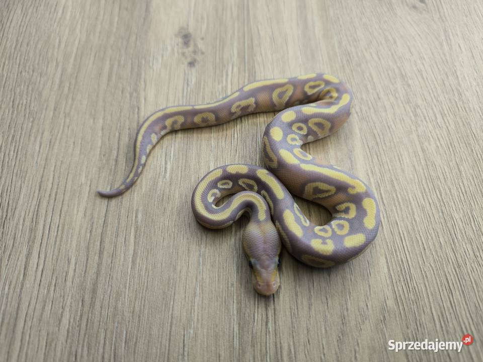 Pyton królewski Banana Mojave poss Fire het Makowiec