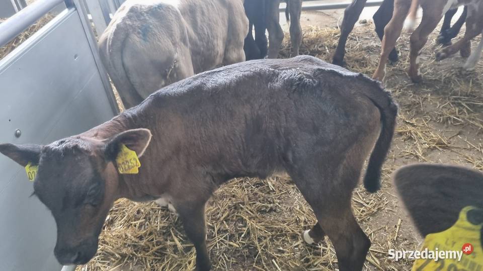 Byczki Jalowki Mięsne Płock