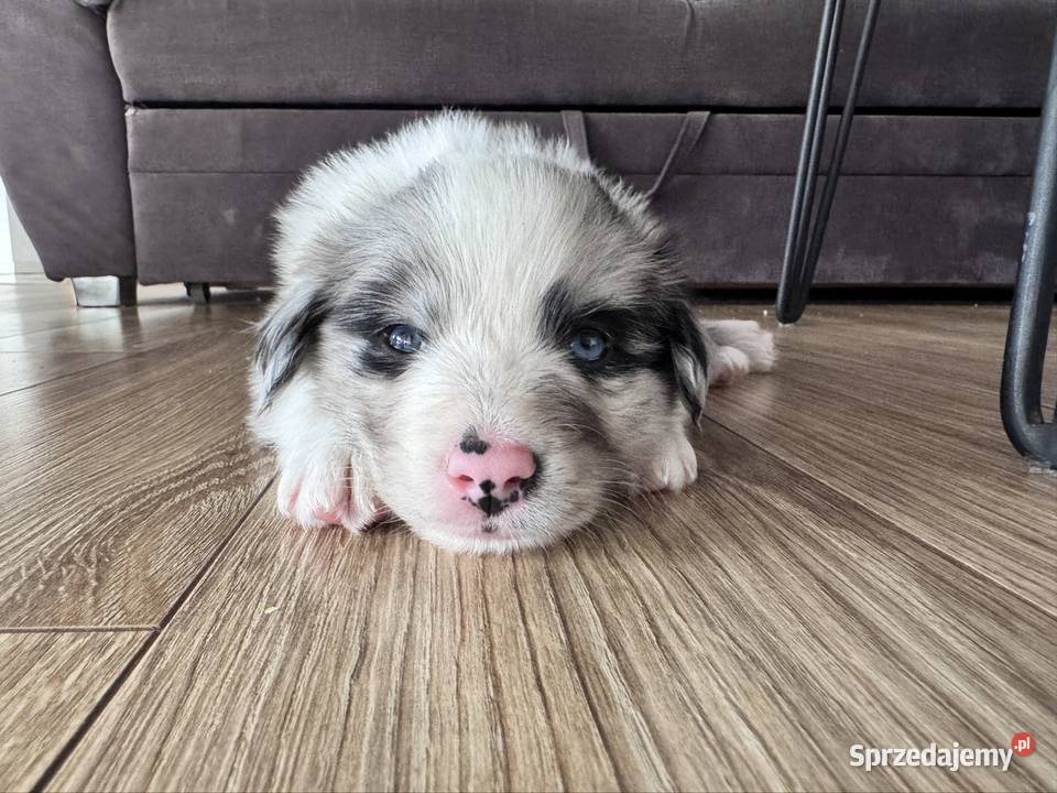 Piesek Border collie blue merle