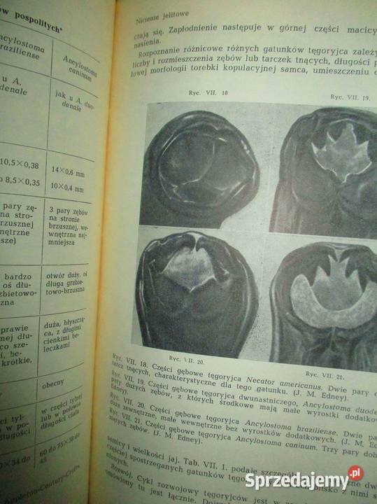 Medycyna tropikalna medycyna farmacja