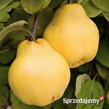 Pigwa gruszkowa Pozostałe Prudnik