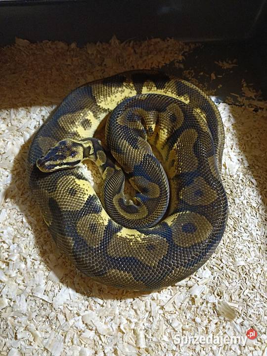 Samiec leopard enchi pastel yellow belly dorosły Warszawa