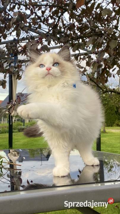 Kocurek Ragdoll gotowy do przeprowadzki Tychy