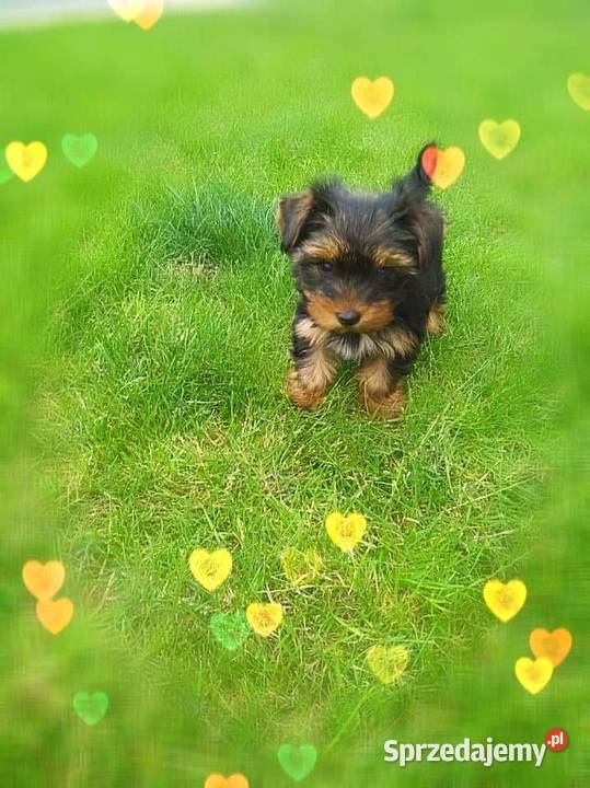 York Yorkshire terrier śliczne szczeniaki York