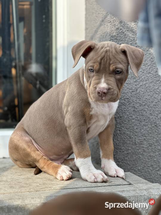 American bully xl szczeniak Czerlejno