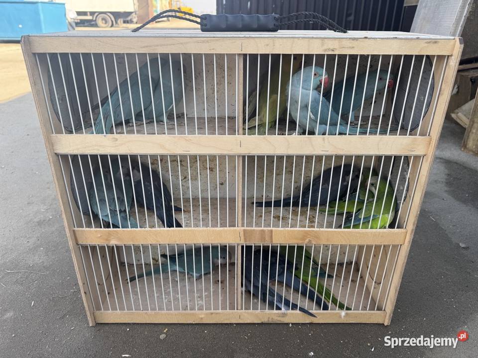 Sprzedam papugi Pawłowice