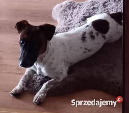 Sprzedam psa pies szczeniaka szczeniak Junior Międzyborów